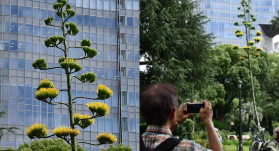 Agave Florece Tokio 100 Años