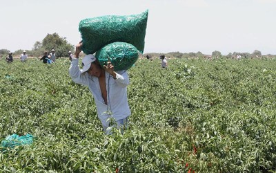 Campesinos ‘ahogados’ en deudas