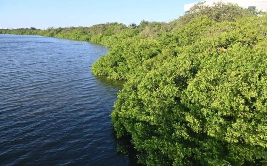 Manglares… otra ‘bendición’ de Tamaulipas