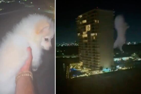 Extranjero Perro Cancún Lanza 2