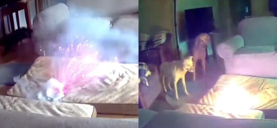 Video Perro Incendio Batería