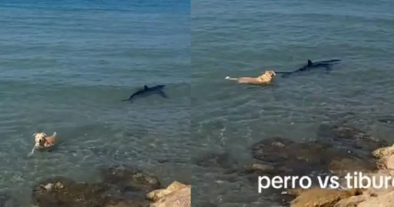 Perrito Perseguir Tiburón