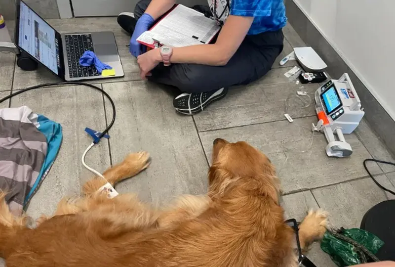 Pax, el Perro Héroe que Salvó a su Familia