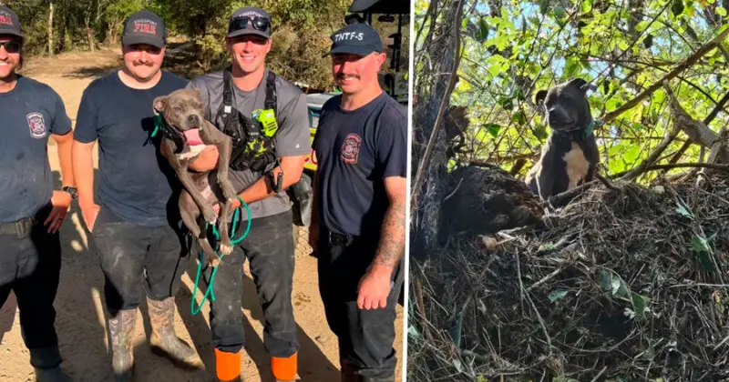 Perrita Rescatada Árbol Huracán
