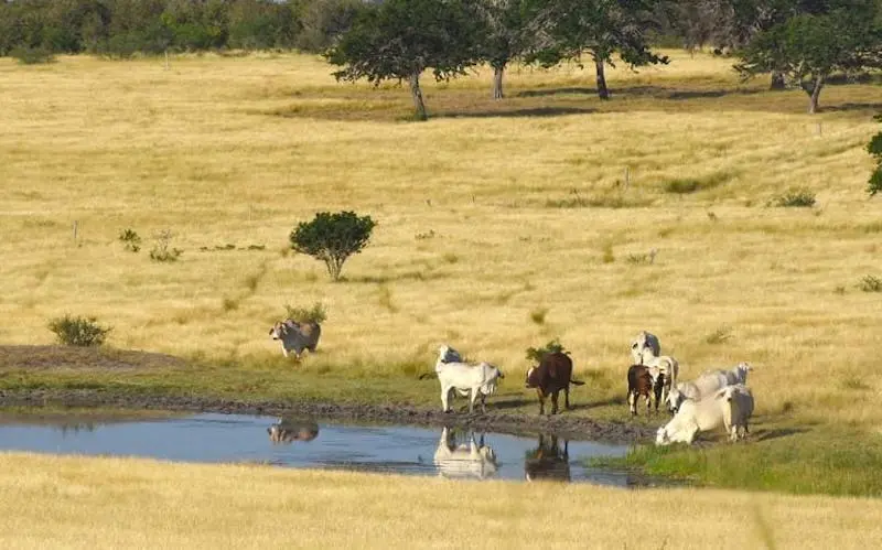 Refuerza medidas por el gusano barrenador