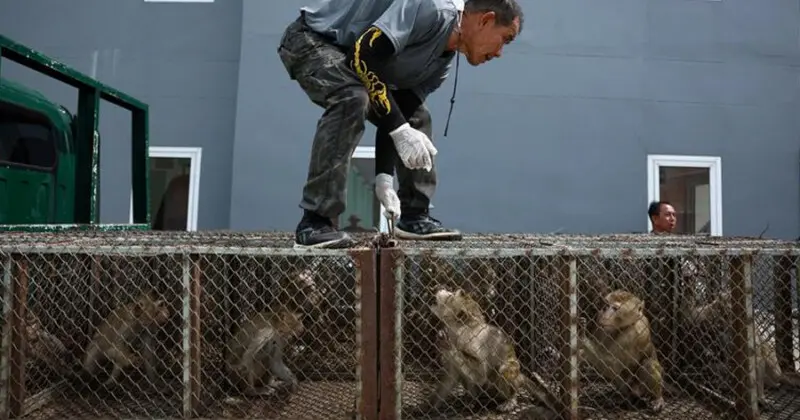 Monos Rodean Comisaría Tailandia