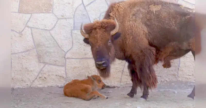 Nace un bisonte bebé en el Zoológico de Nuevo Laredo