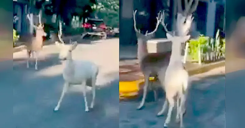 Venados Calles Jalisco Video