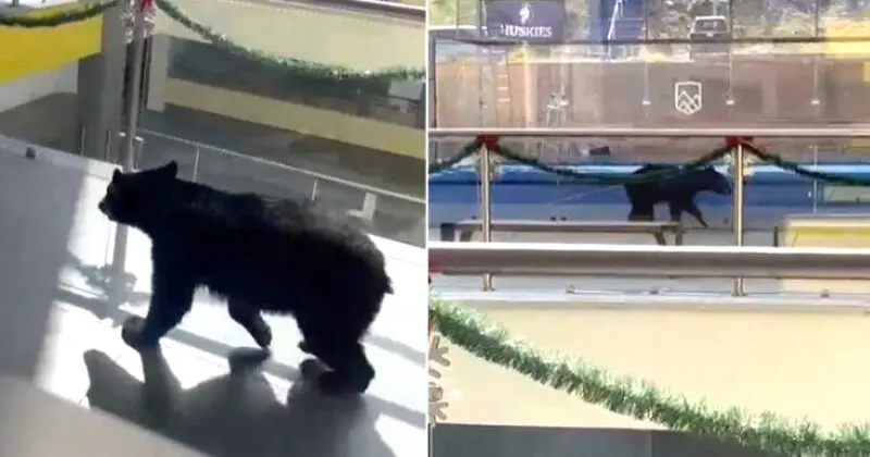 Video Oso Colegio Nuevo León
