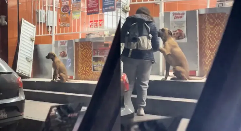 Video Perrito Viral Saludar