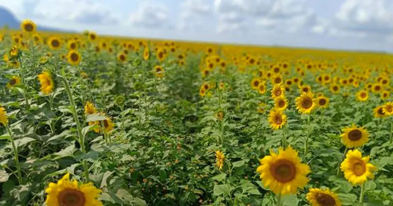 Campo de girasoles en Tamaulipas suspende acceso