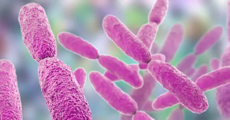 Descarta Salud casos de bacteria que causó 17 muertes