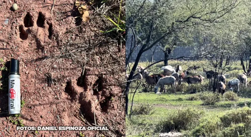 Acecha Felino Victoria Vecinos