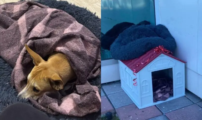 Casita Atropellan Wero Perrito