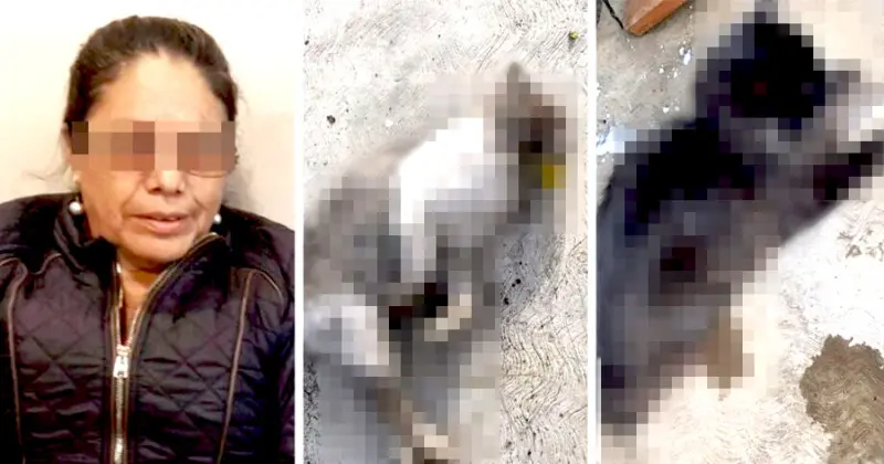 Joven denuncia a su abuela por envenenar a sus gatos