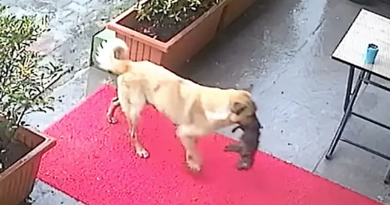 Madre Perra Cachorro Veterinaria Estambul