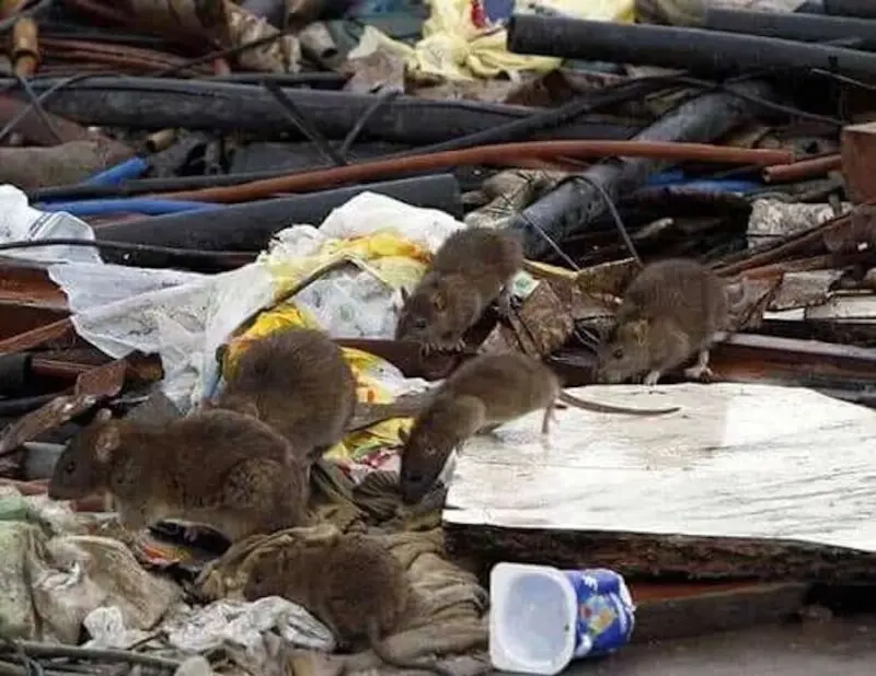 Piden fumigación por plaga de ratas