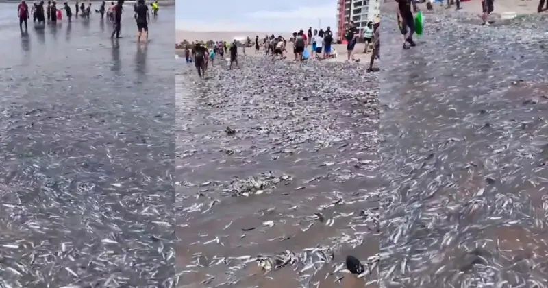 Video Peces Muertos Chile