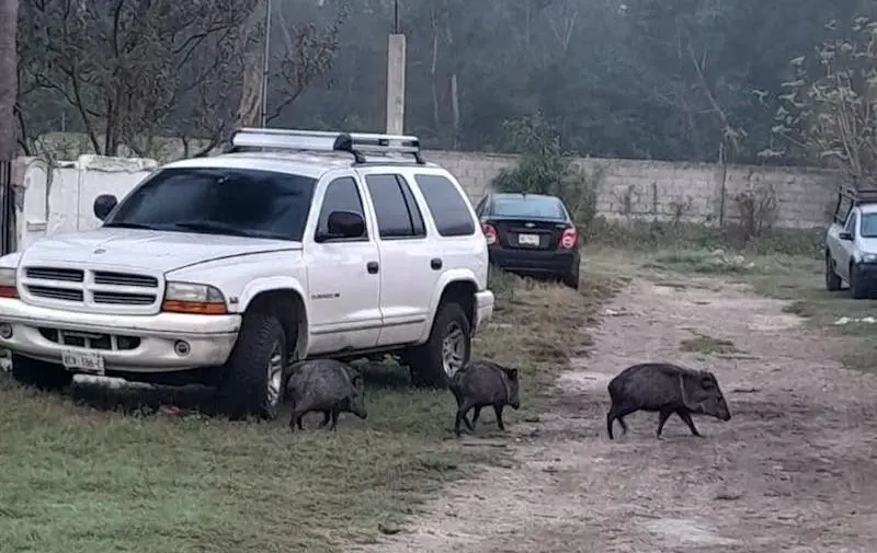 Piden no hostigar a animales silvestres