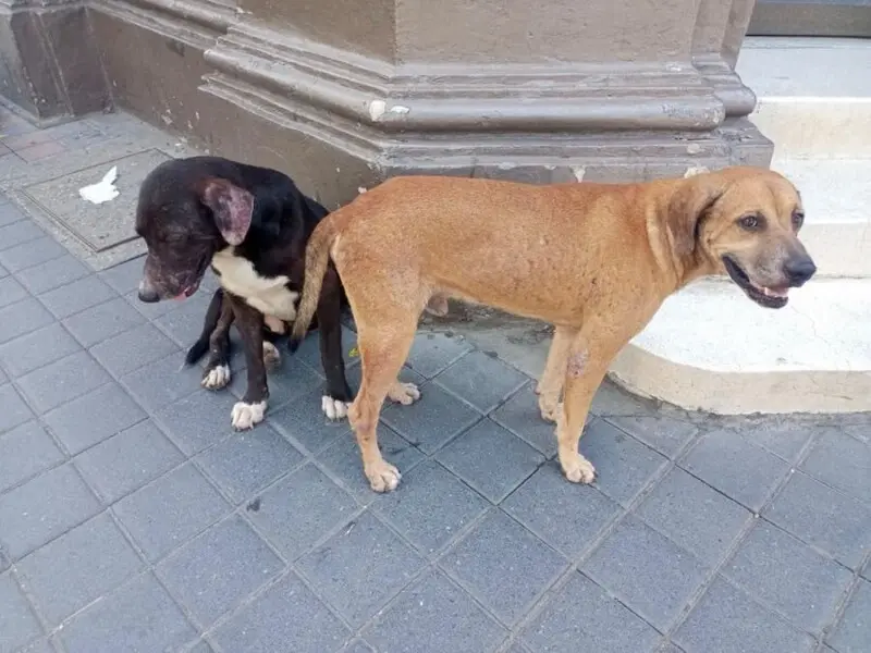 Crece el maltrato a animales