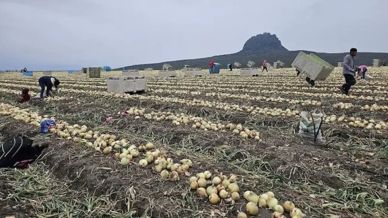 En riesgo más de 400 agricultores