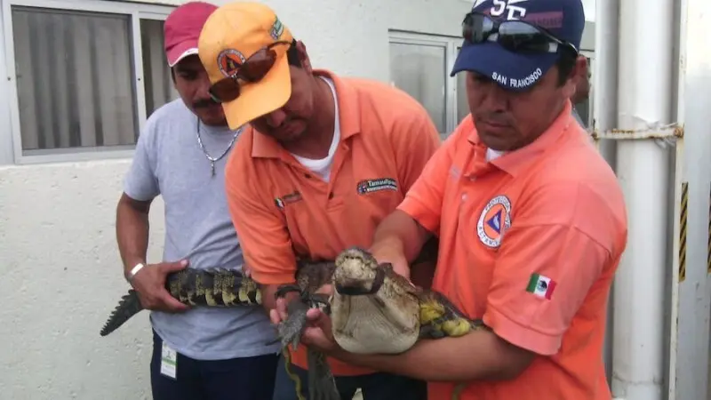 Crean el SOS cocodrilo