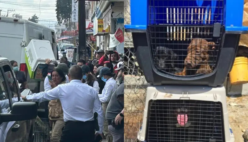 Clausuran Carnicería Carne Perro