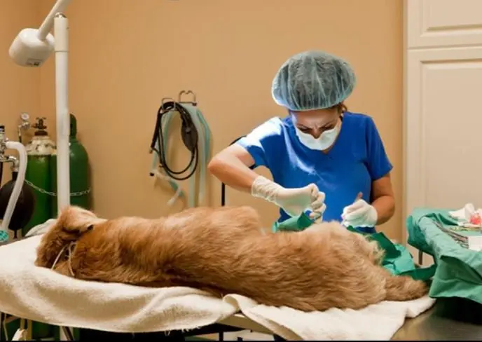 Esterilización de mascotas, una tarea bastante olvidada