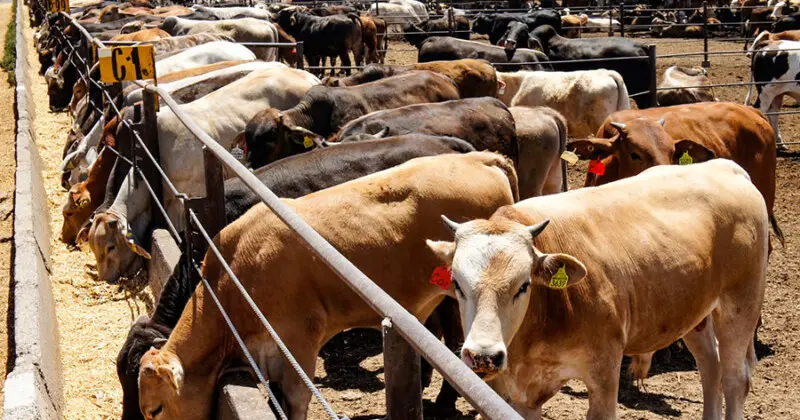 Compartiría Tamaulipas exportación de ganado con otros estados
