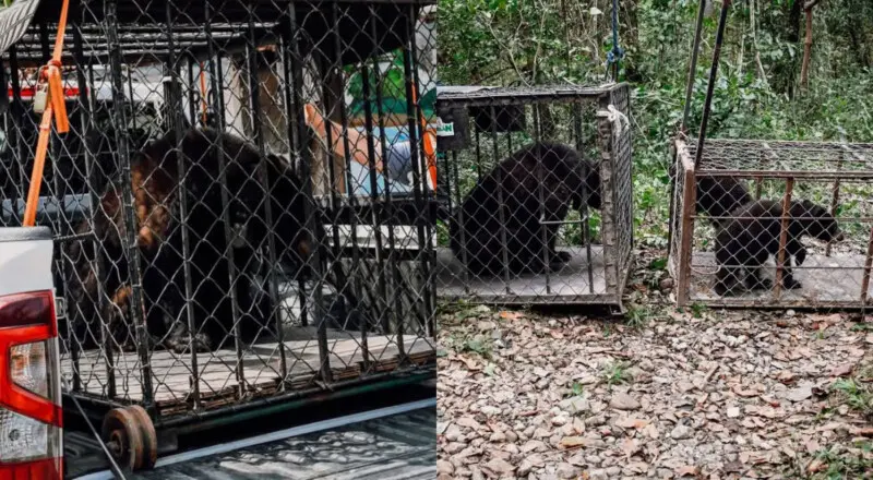 Liberan tres osos negros americanos en Tamaulipas