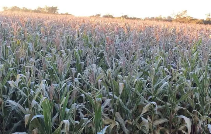 Detiene onda gélida siembras en el norte de Tamaulipas