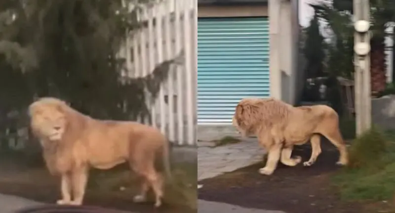 Video León Calles México