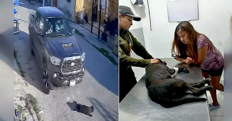 Brutalidad Arrolla Perrita Yucatán