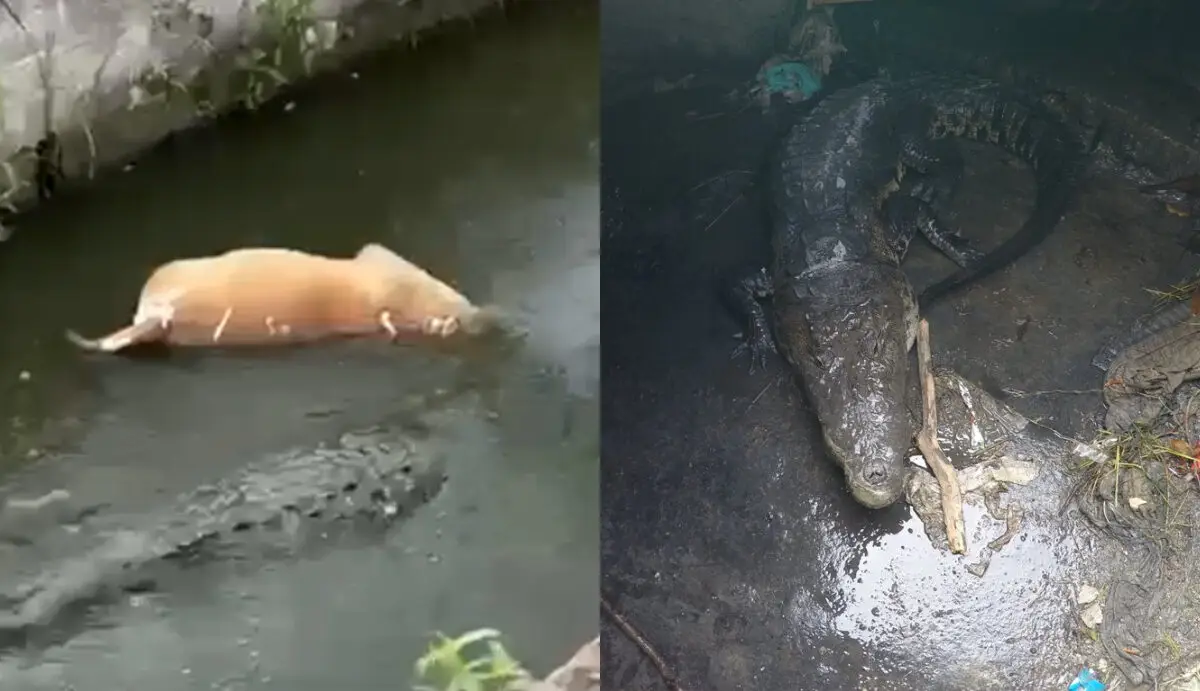 Cocodrilo Mata Perro Ciudad Madero