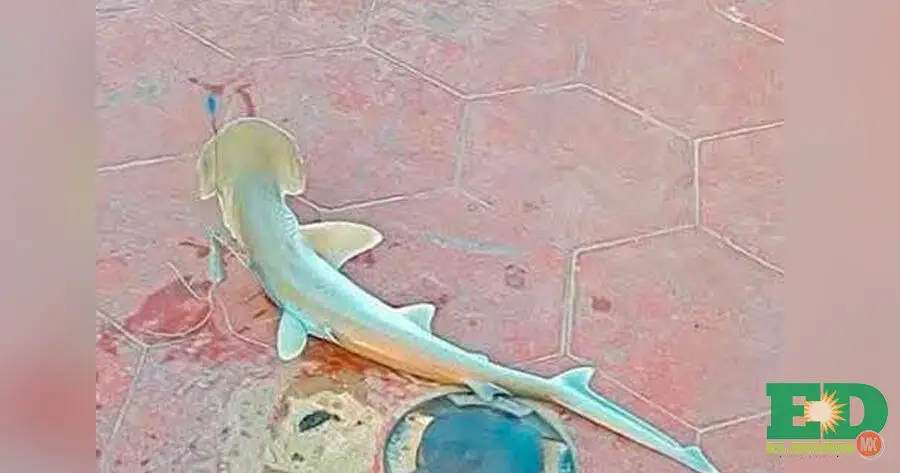 Pescan pequeño tiburón en Playa Miramar