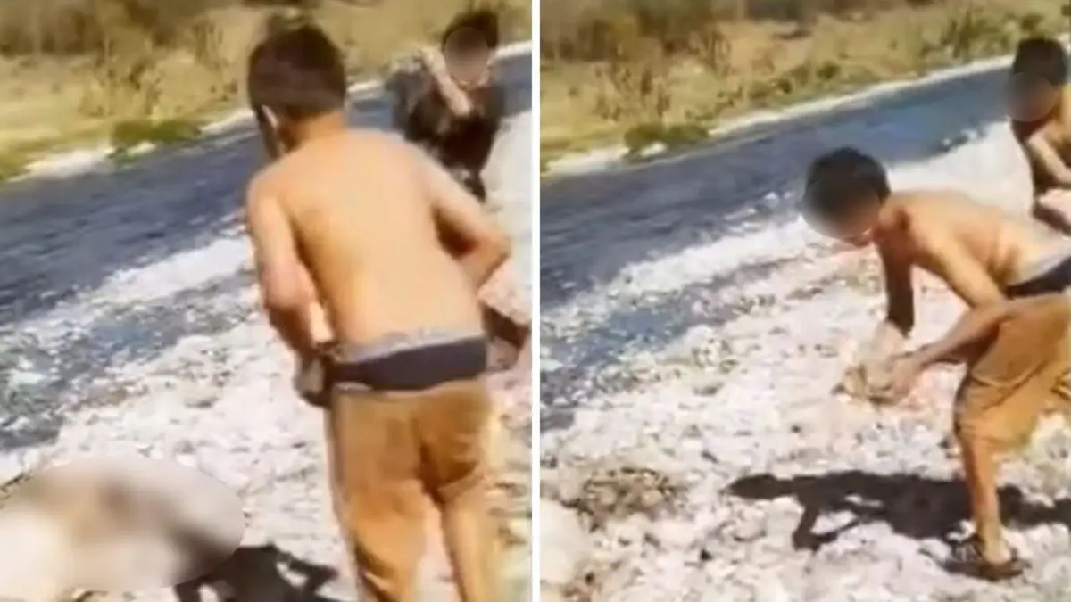 Cabra Juárez 2