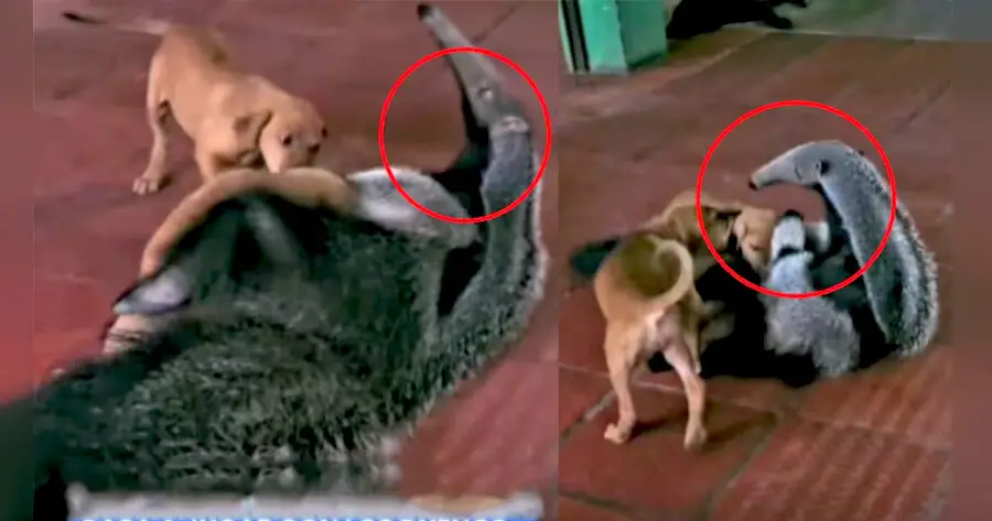 Oso hormiguero sorprende a familia jugando con sus cachorros