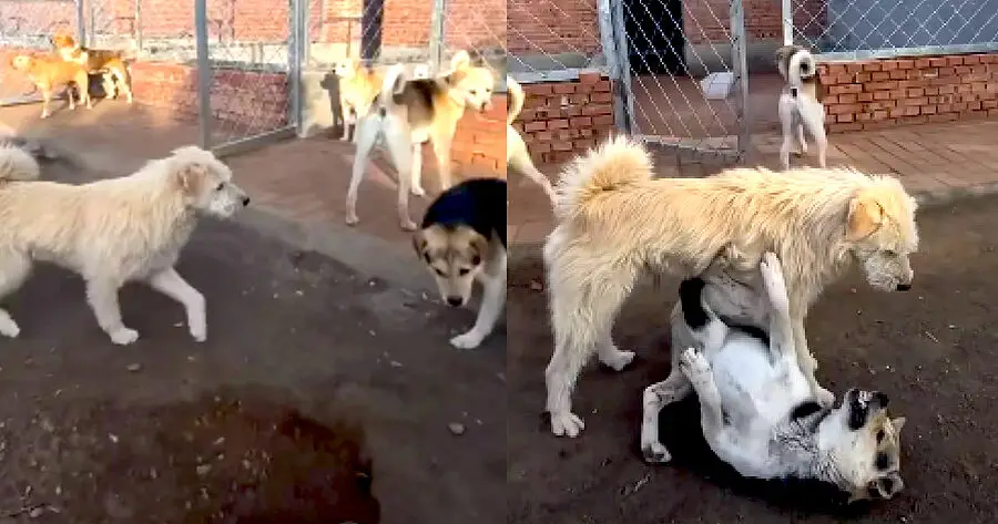 Perro Alfa Pelea Viral Video