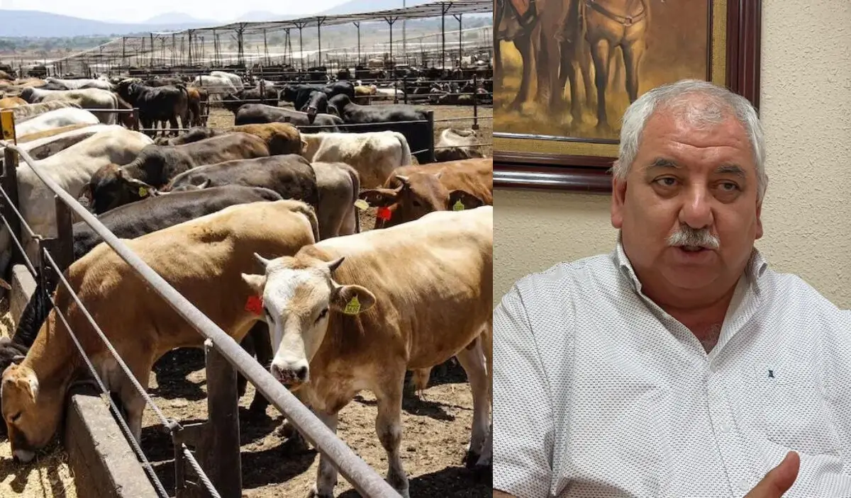 Sequía: La sed devora al ganado en Tamaulipas
