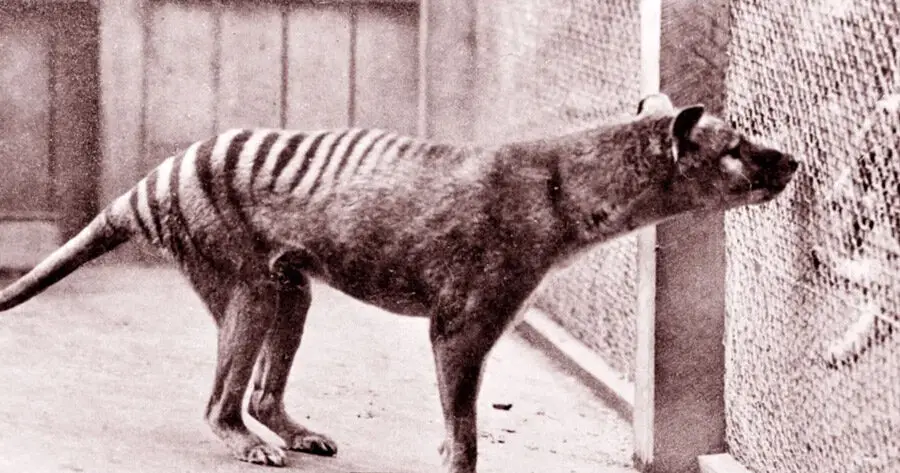 Tigre Tasmania Adn Colossal Biosciences