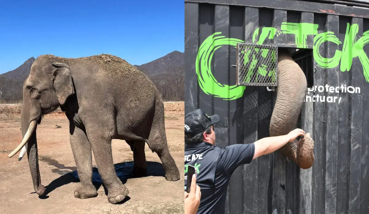 Violencia Sinaloa Elefante Big Boy