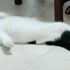 Detectan envenenamiento de gatos en Tamaulipas