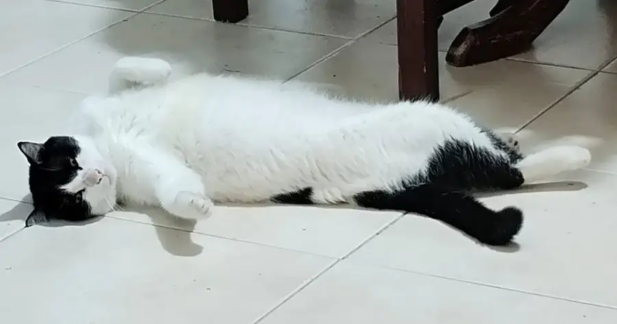Detectan envenenamiento de gatos en Tamaulipas