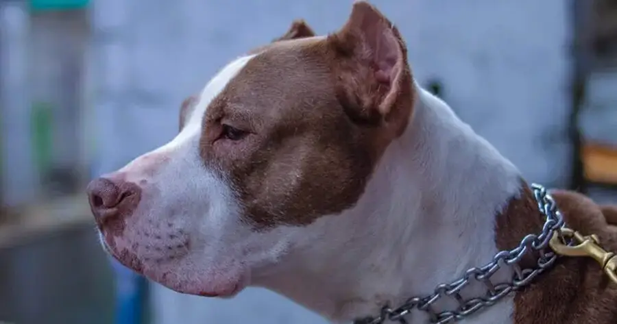 Perros pitbull atacan a su dueño tras presuntas peleas clandestinas